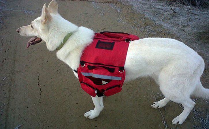 A white shepherd wearing a red dog backpack on a trail