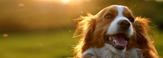 A happy spaniel running through a sunny field