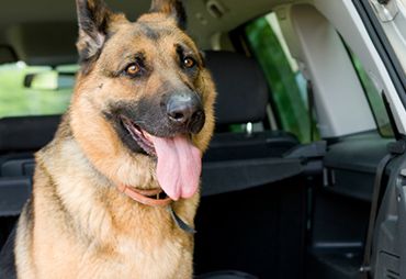 A German Shepherd sitting in the back of an SUV