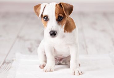 A Jack Russell Terrier puppy sitting on a white rug