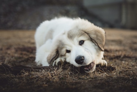 A fluffy white puppy resting its head on the ground outdoors
