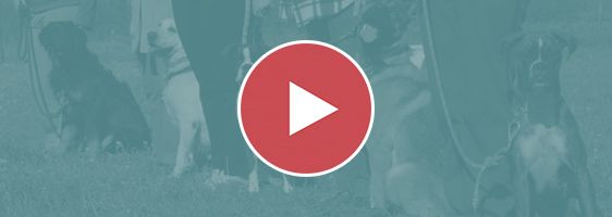 Dogs sitting calmly on leash beside their handlers, with a play button