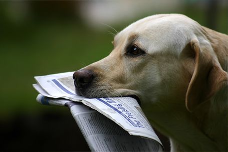 A yellow Labrador carrying a newspaper in its mouth