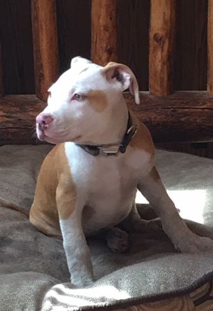 A tan and white puppy sitting on a dog bed