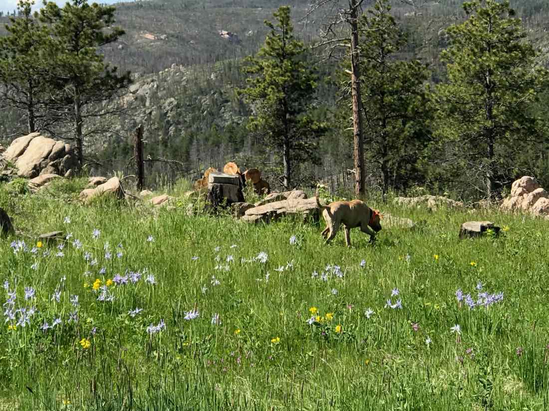A young dog sniffing through a mountain meadow of wildflowers and pine trees