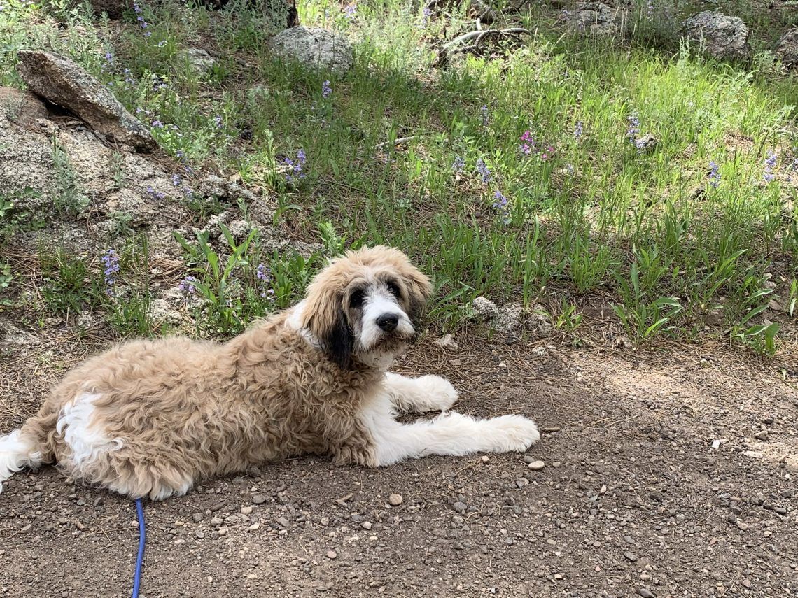 A fluffy tan and white dog lying calmly beside a mountain trail