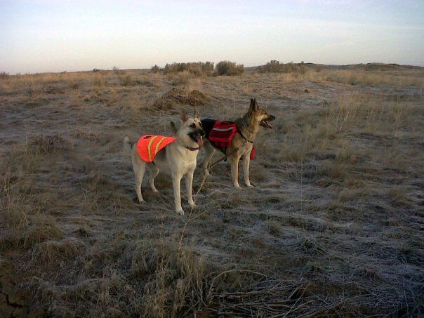 Two dogs in bright orange safety vests standing together in a frosty field