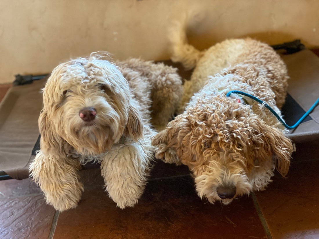 Two curly-coated doodle dogs lying calmly side by side on a dog cot