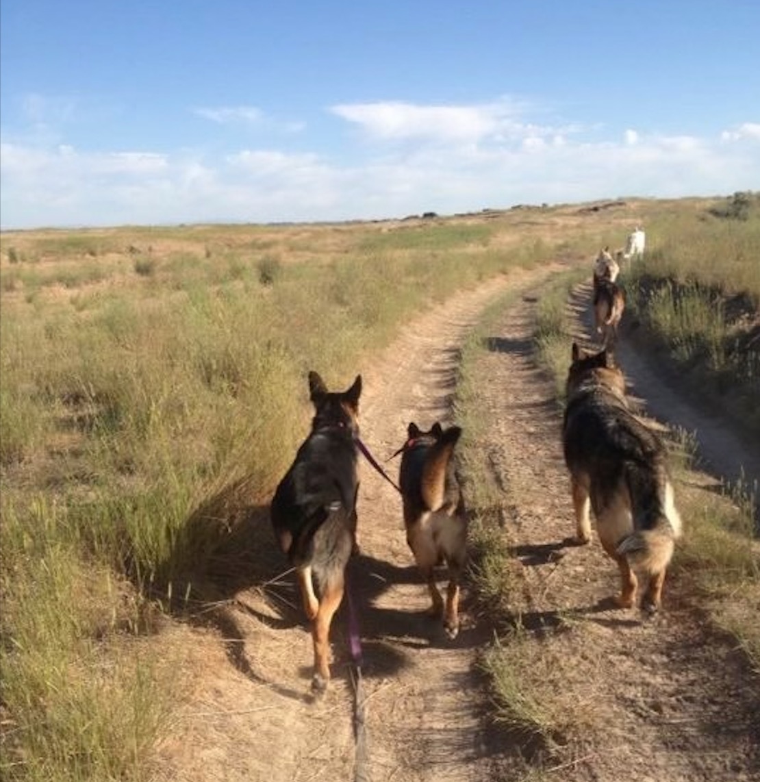 Four German Shepherds walking together on a dirt trail across the open prairie