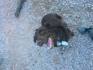 Charlie, a brown and white dog, relaxing on a gravel path