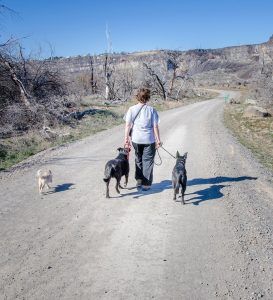 Theresa walking three dogs together on leash down a gravel road