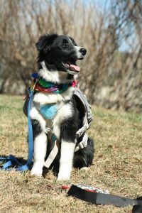 Arlo, a young Border Collie, sitting calmly on leash in the grass