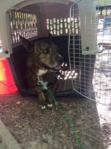 Max resting quietly in his open kennel at a campsite