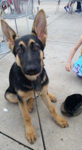 Dakota, a German Shepherd puppy, sitting politely on a patio