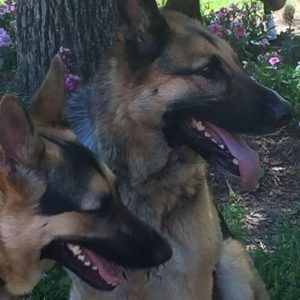 Two German Shepherds side by side in the shade