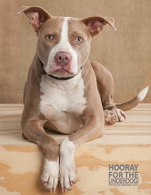 A gray and white pit bull lying calmly with paws crossed